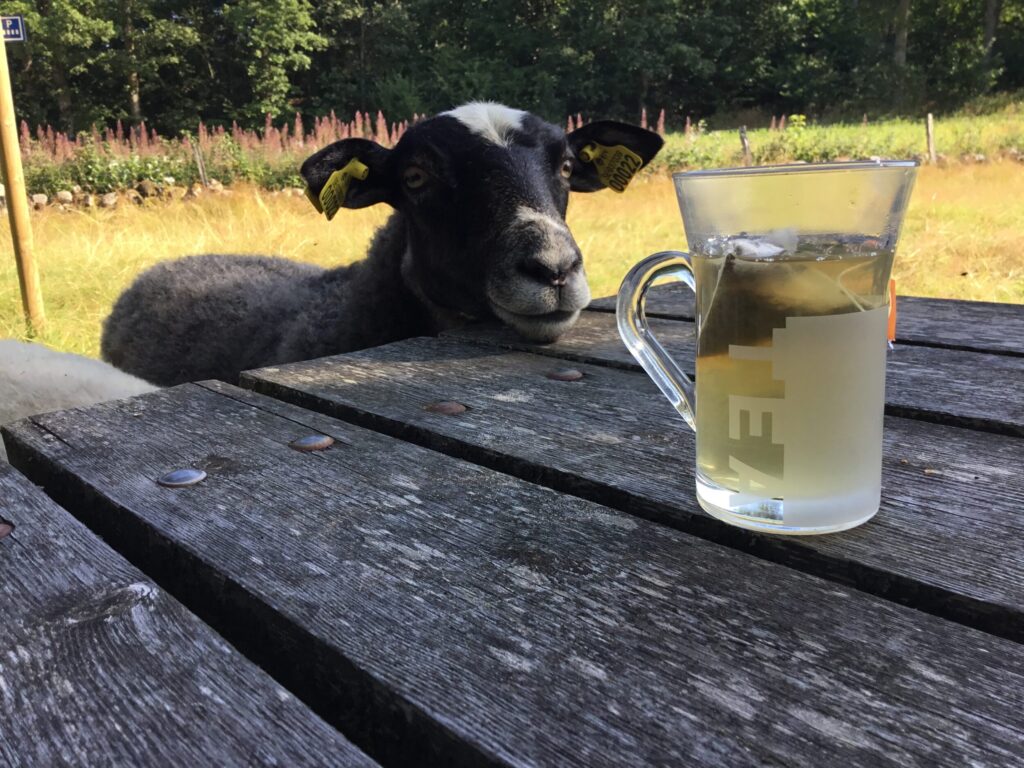 Ett får står vid ett bord och tittar på en kopp te. Foto.