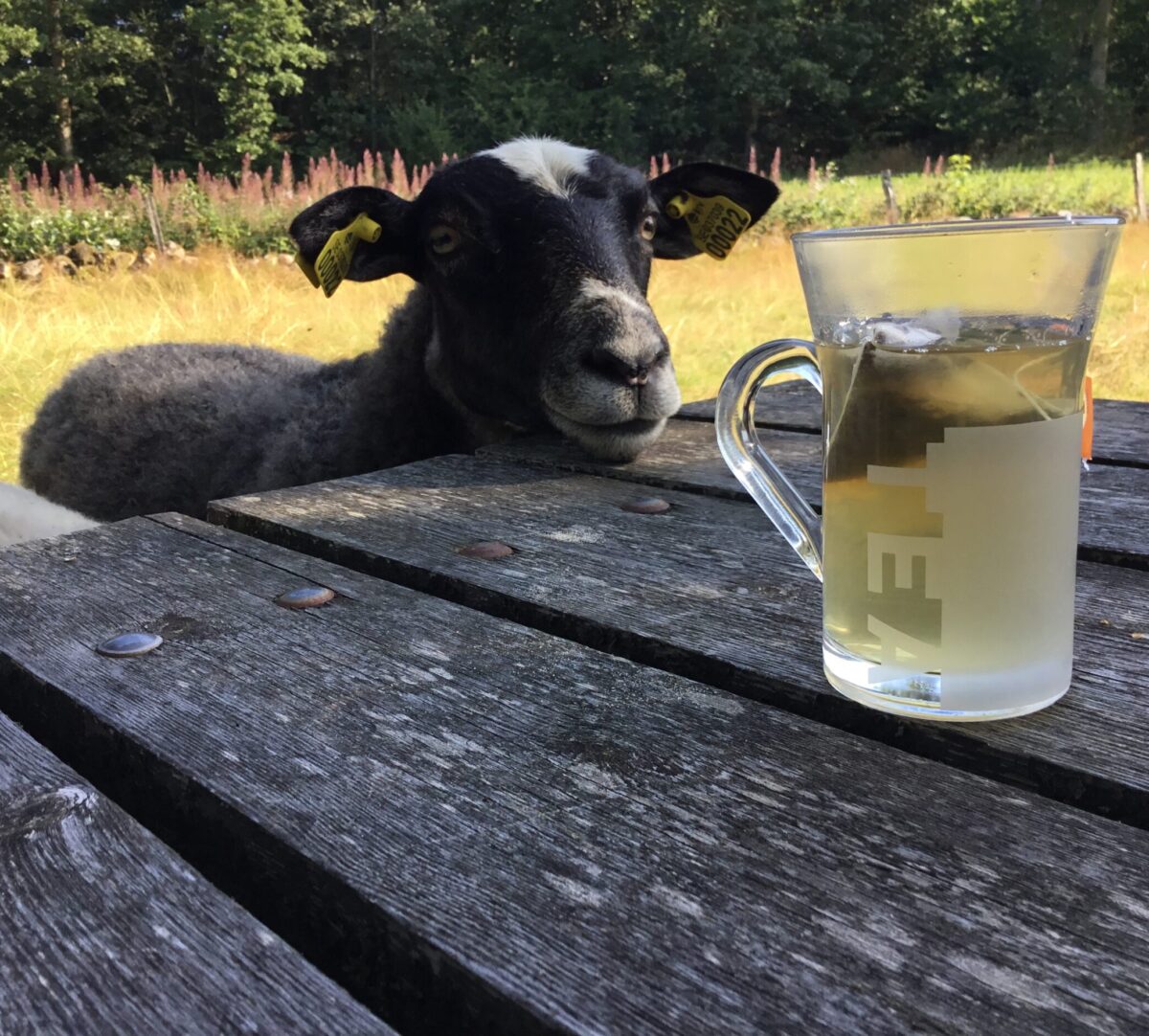 Ett får står vid ett bord och tittar på en kopp te. Foto.