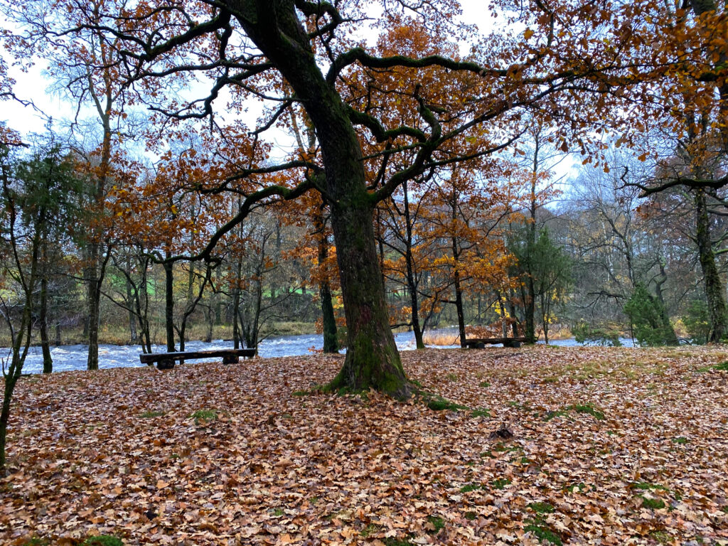Bänkar vid å och träd. Foto.