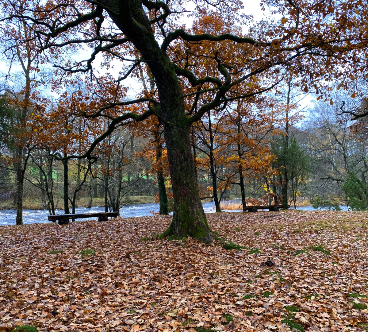Bänkar vid å och träd. Foto.