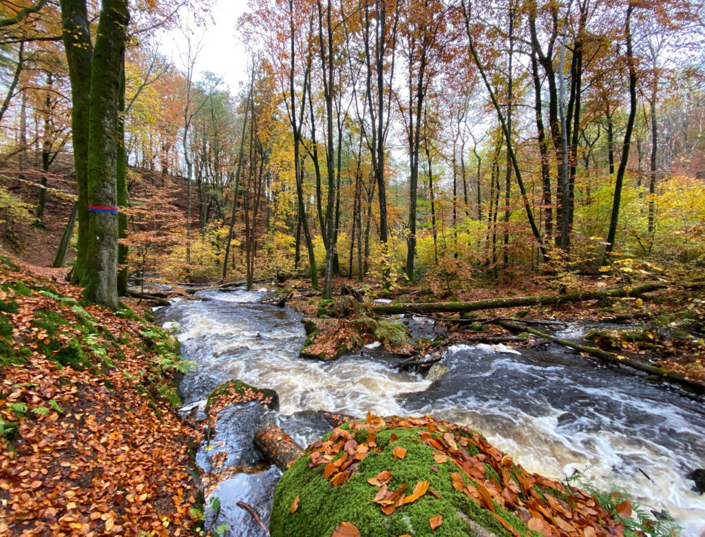 Foto på en forsande å i lövskog.