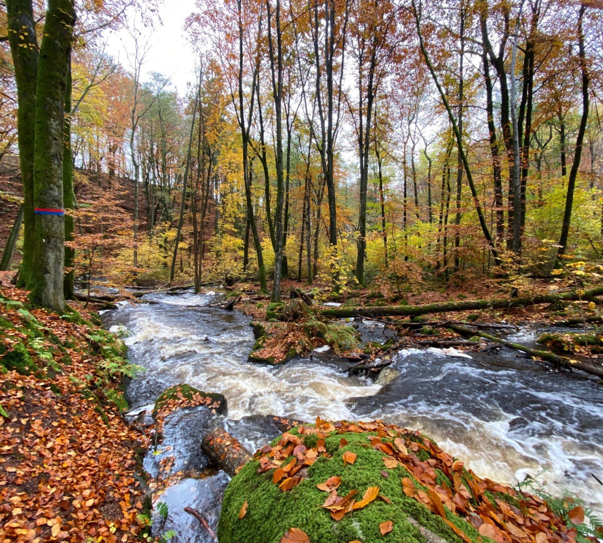 Foto på en forsande å i lövskog.