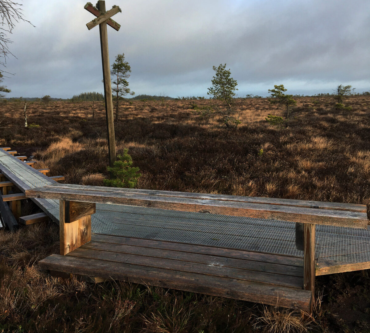 Bänk vid en spång på en mosse. Foto.