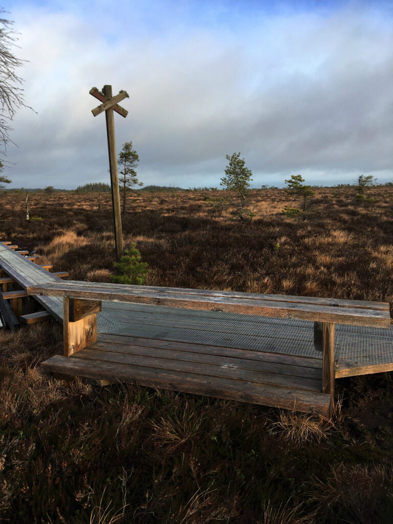 Bänk vid en spång på en mosse. Foto.