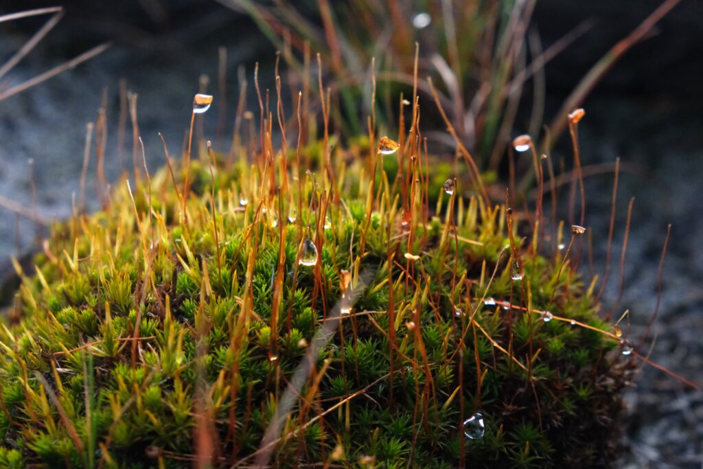 Mossa med dagg på. Foto.