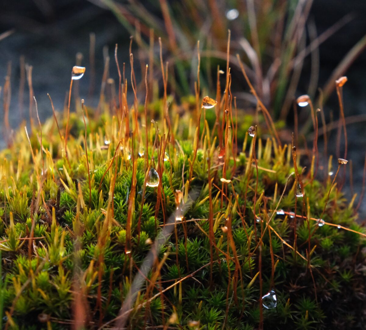 Mossa med dagg på. Foto.