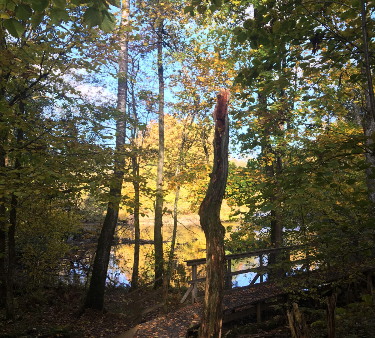 Spång längs med å. Foto.