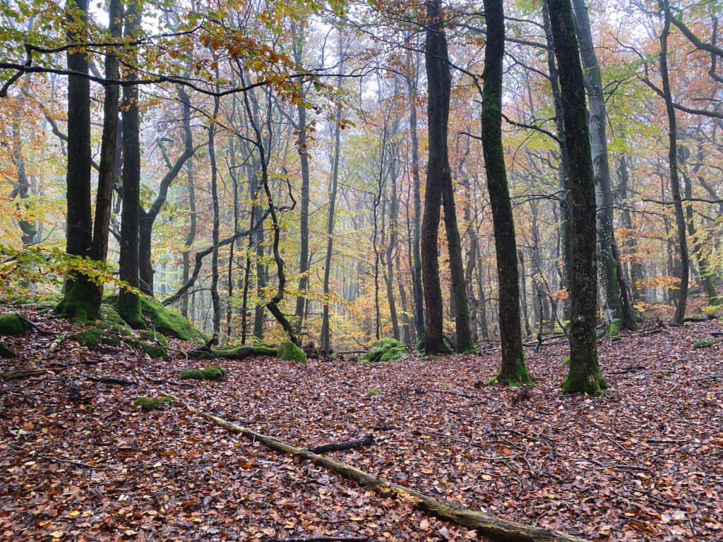 Foto på en dimmig skog i höstfärger.