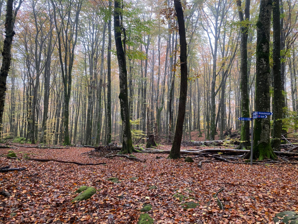 Stigskylt visar vägen i dimmig bokskog i Gässlösa