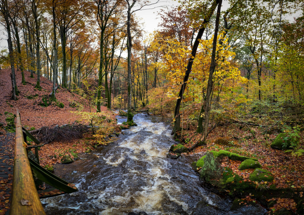 Foto på en forsande å i en skog.