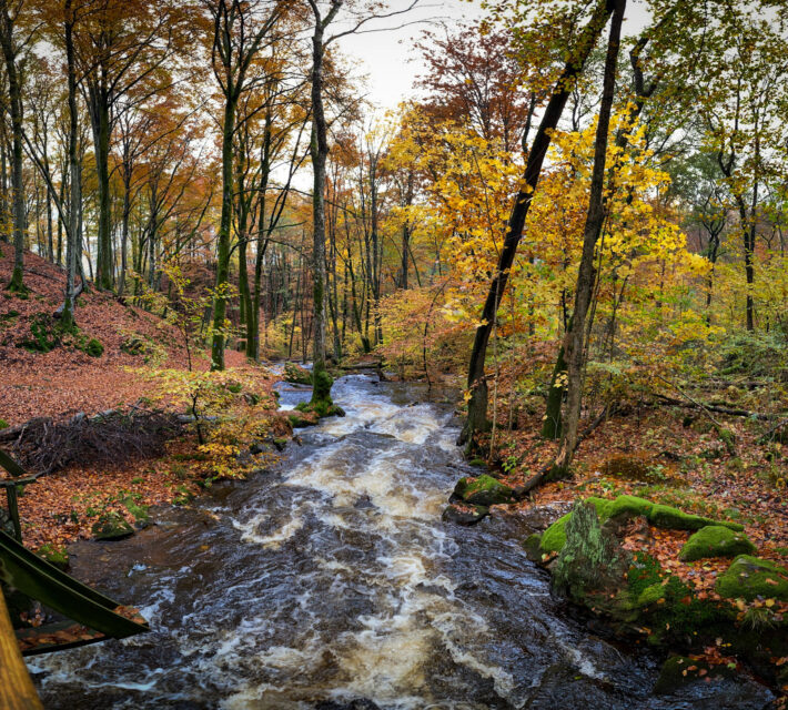 Foto på en forsande å i en skog.