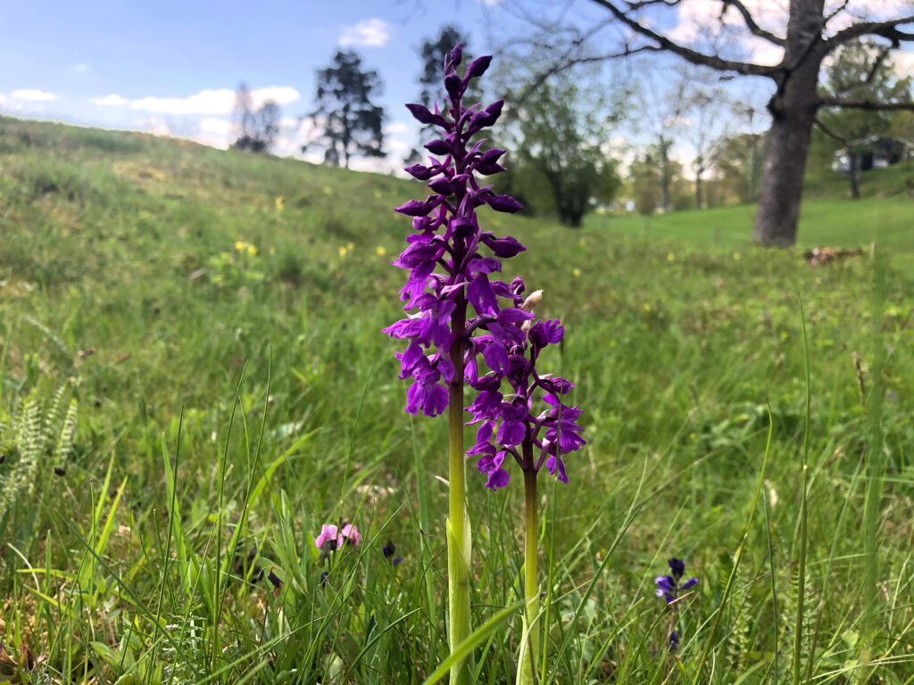 Bomstrande äng. Foto.