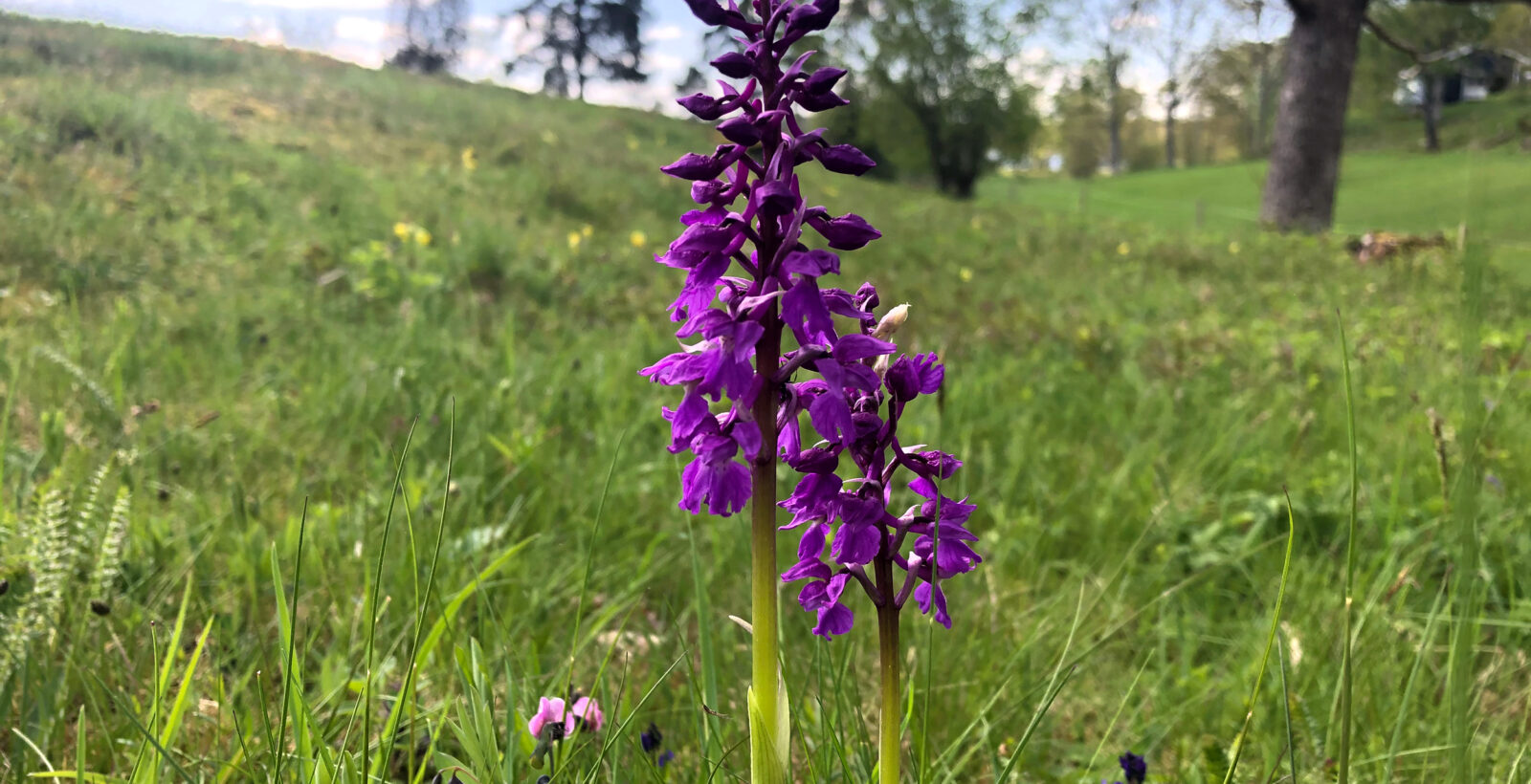 Bomstrande äng. Foto.