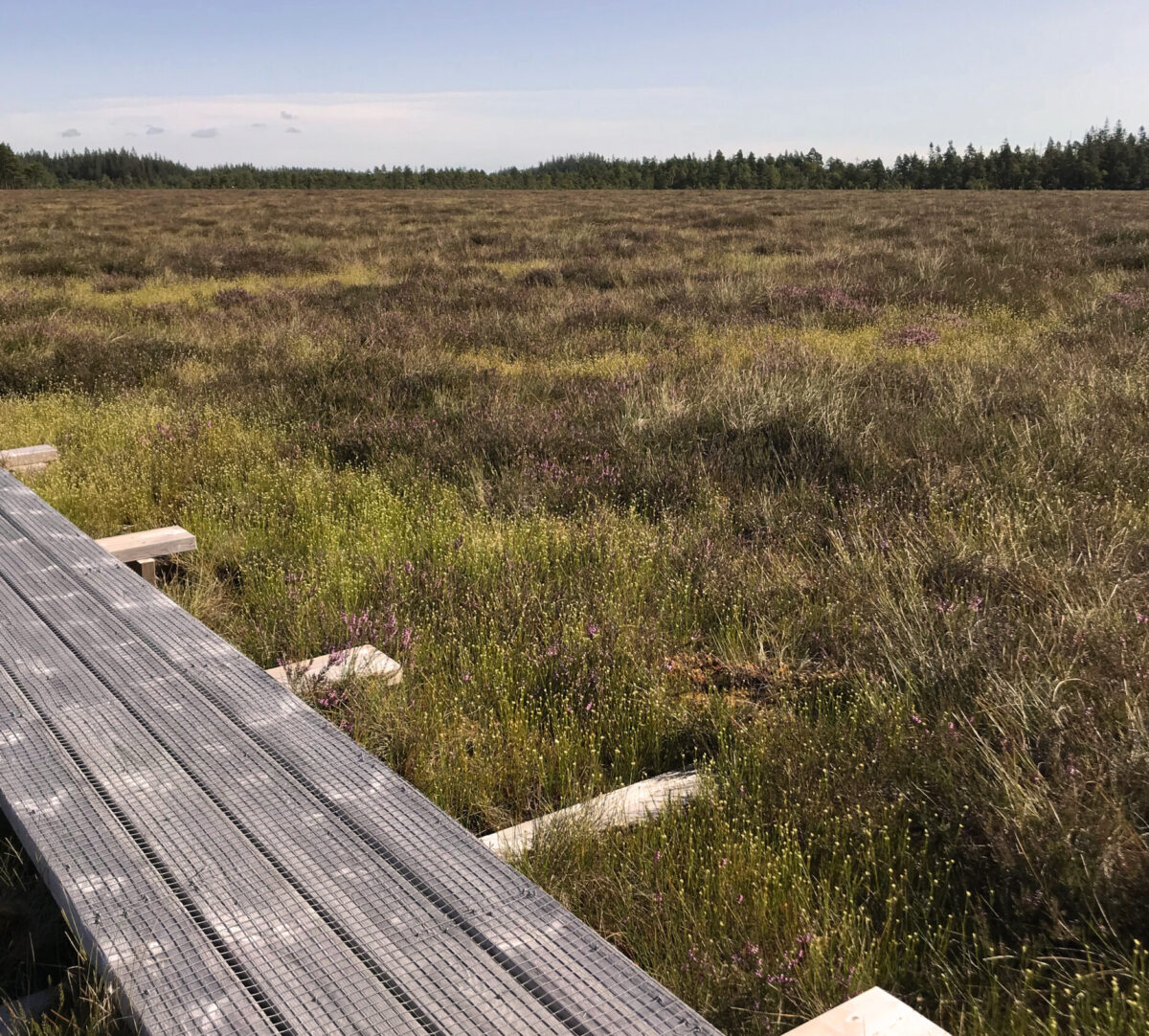 Spång på mosse. Foto.