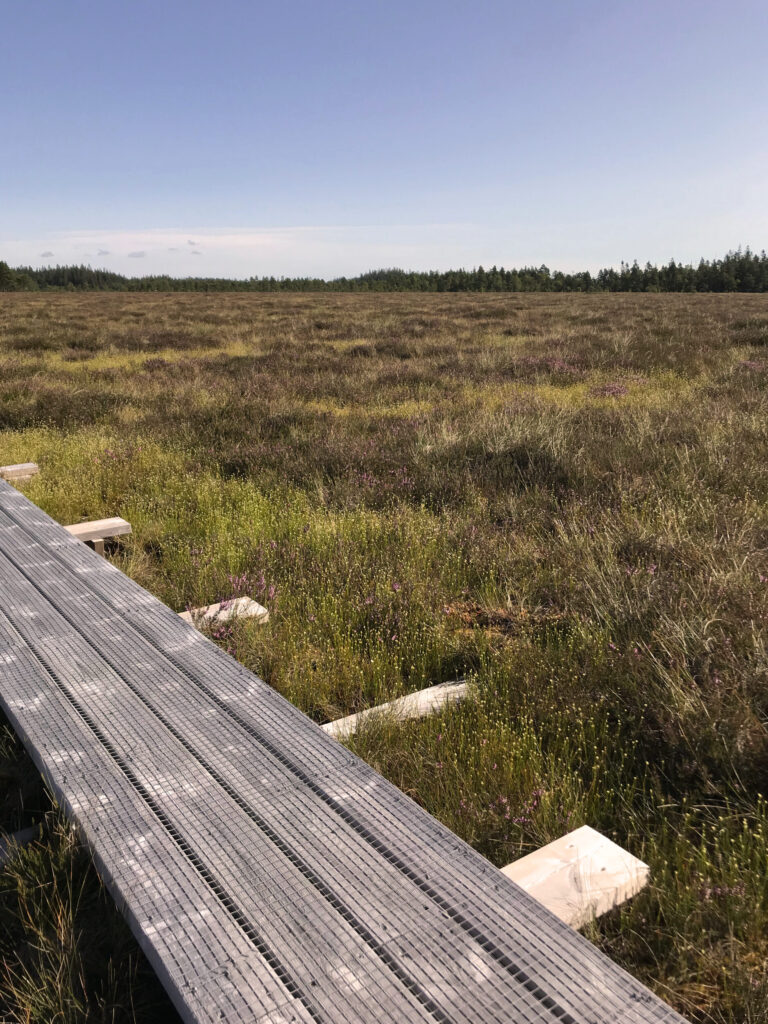 Spång på mosse. Foto.