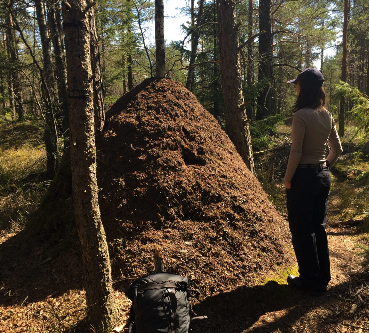 Person står vid en stor myrstack. Foto.