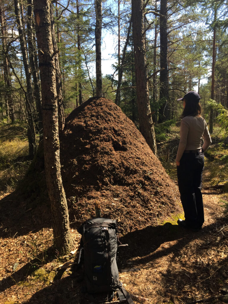 Person står vid en stor myrstack. Foto.