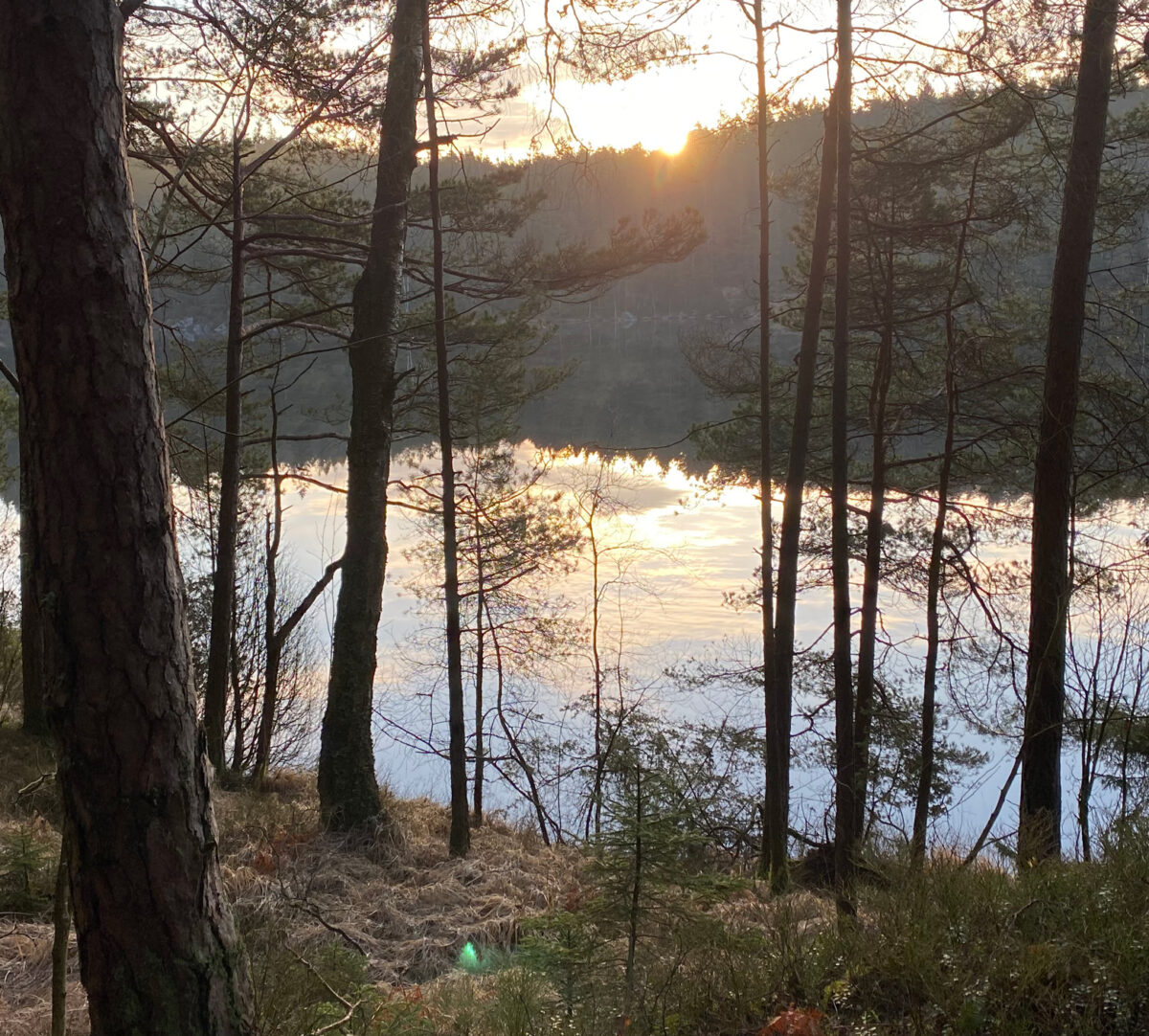 Utsikt över sjö och skog. Foto.