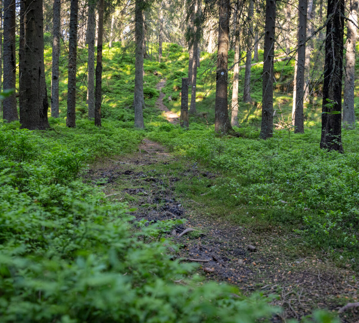 Slingrig stig i skog. Foto.