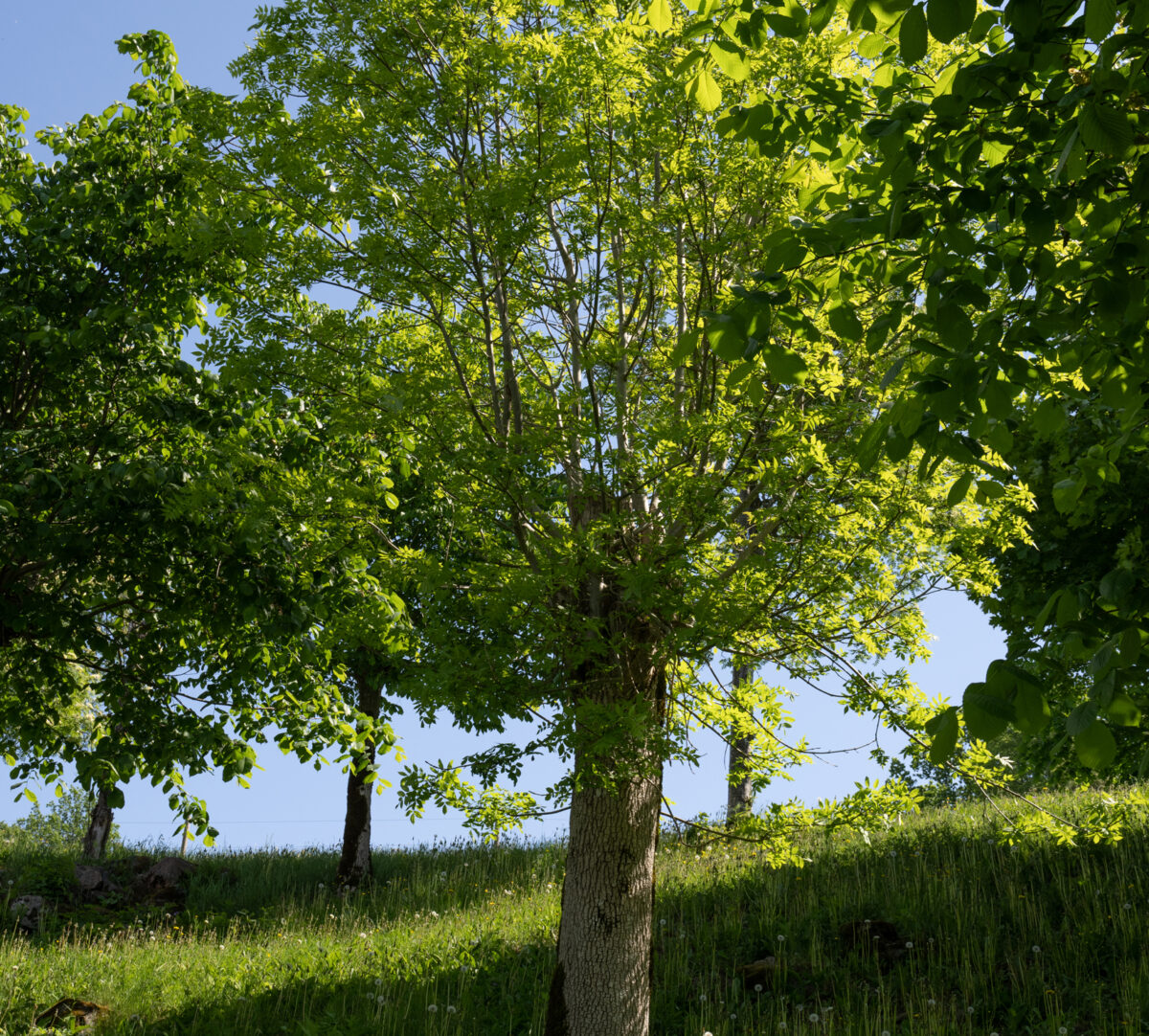 Foto på ett hamlat träd.