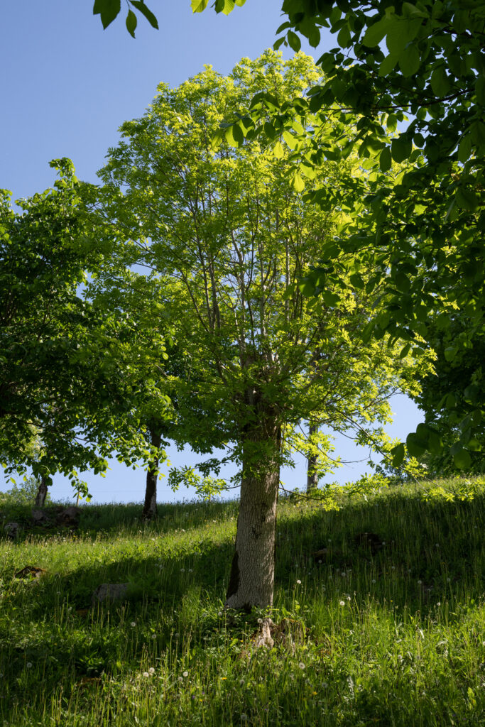Foto på ett hamlat träd.
