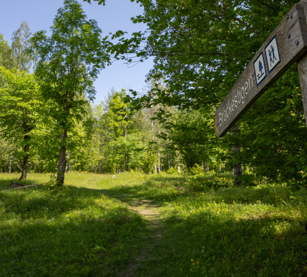 Foto på stigvägvisare av trä.