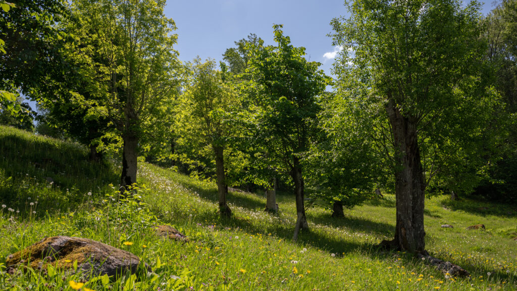 Foto på en blomstrande äng med hamlade träd.