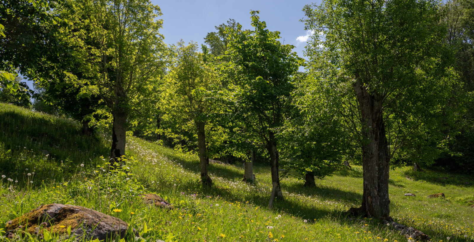Foto på en blomstrande äng med hamlade träd.