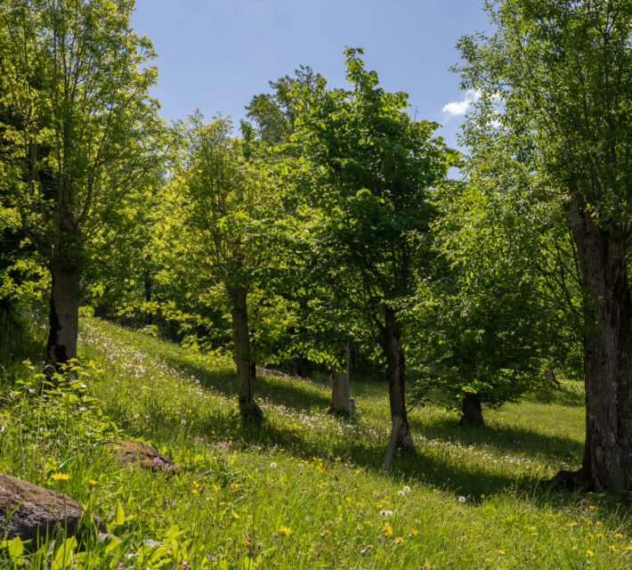 Foto på en blomstrande äng med hamlade träd.