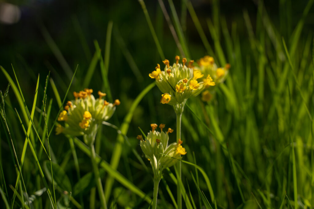 Närbild på blommande gullviva.