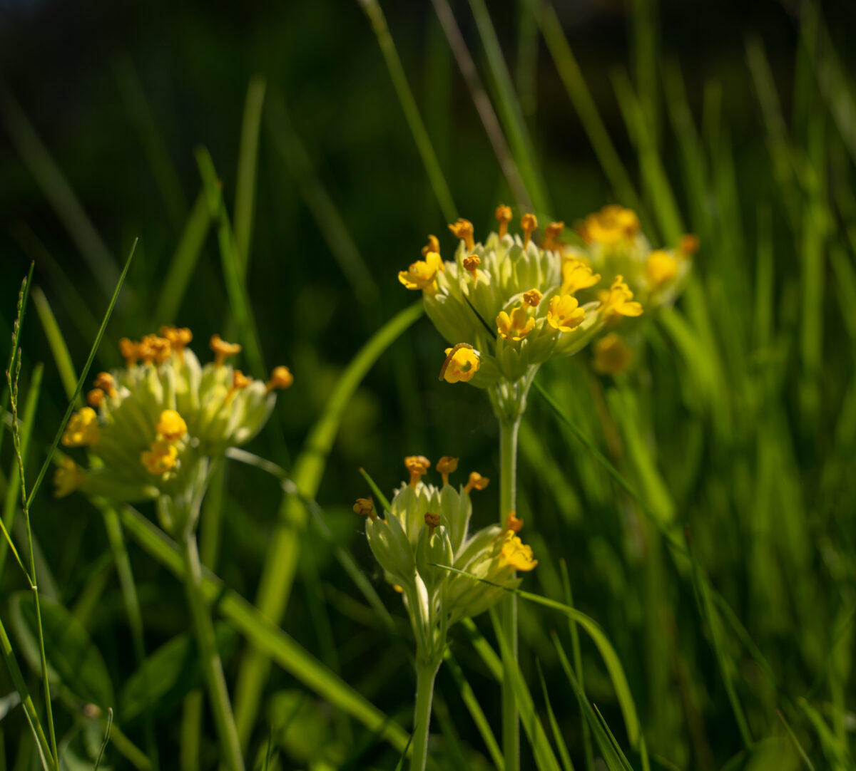 Närbild på blommande gullviva.