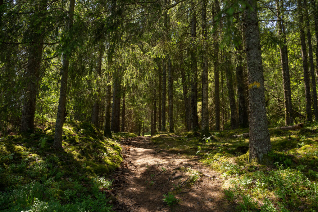 Stig som går in i Granskog. Foto.