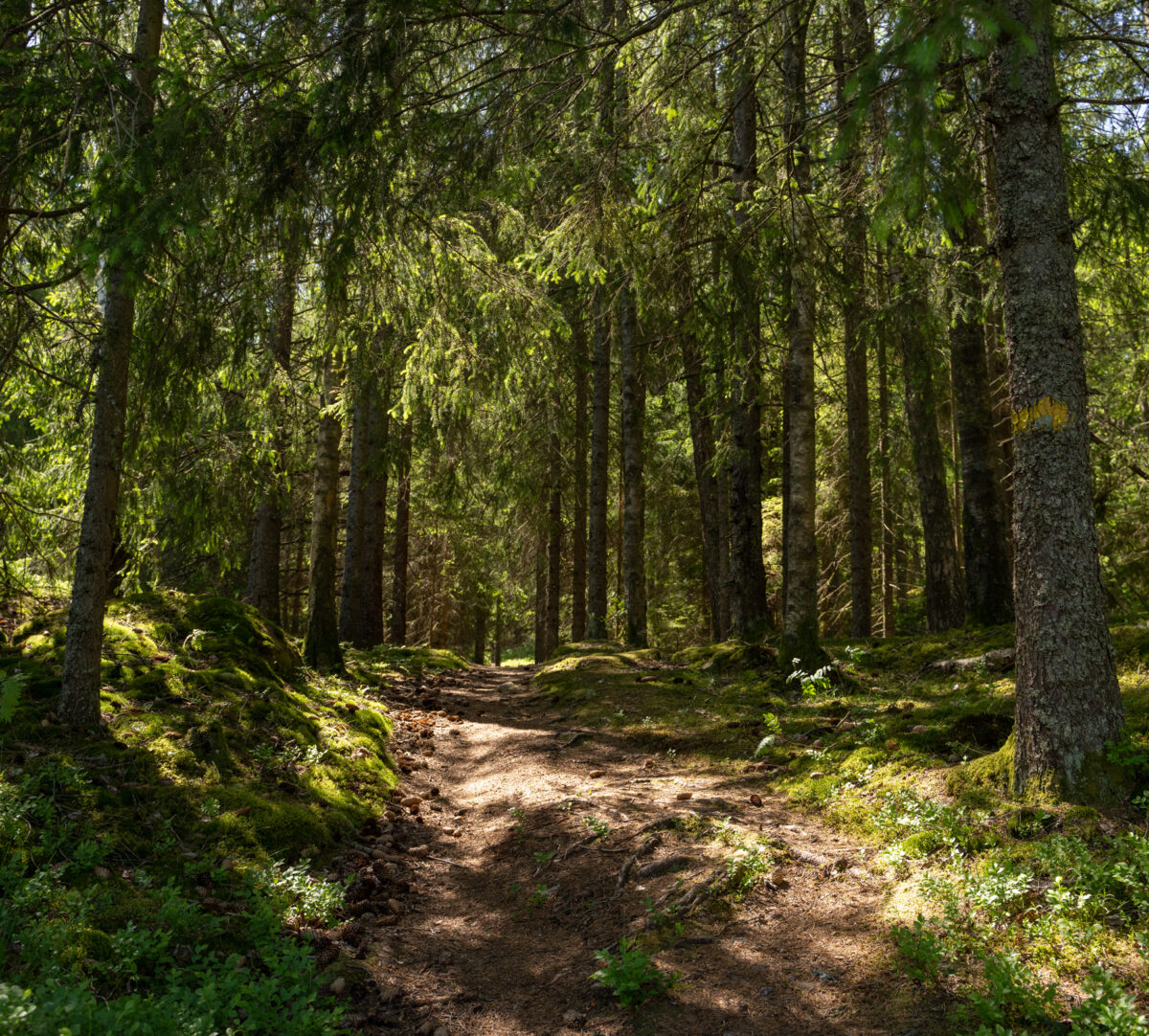 Stig som går in i Granskog. Foto.