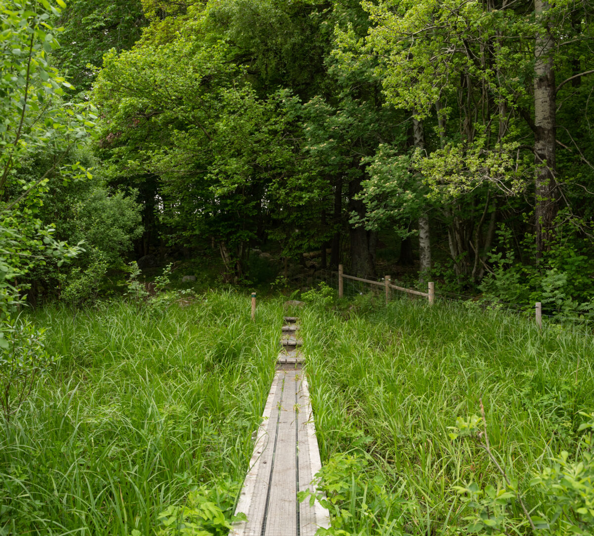 Spång över grönskande marker in mot en skog. Foto.