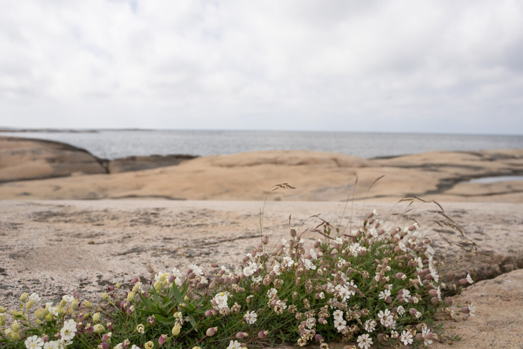 Blomstrande strandglim i klippskreva. Foto.