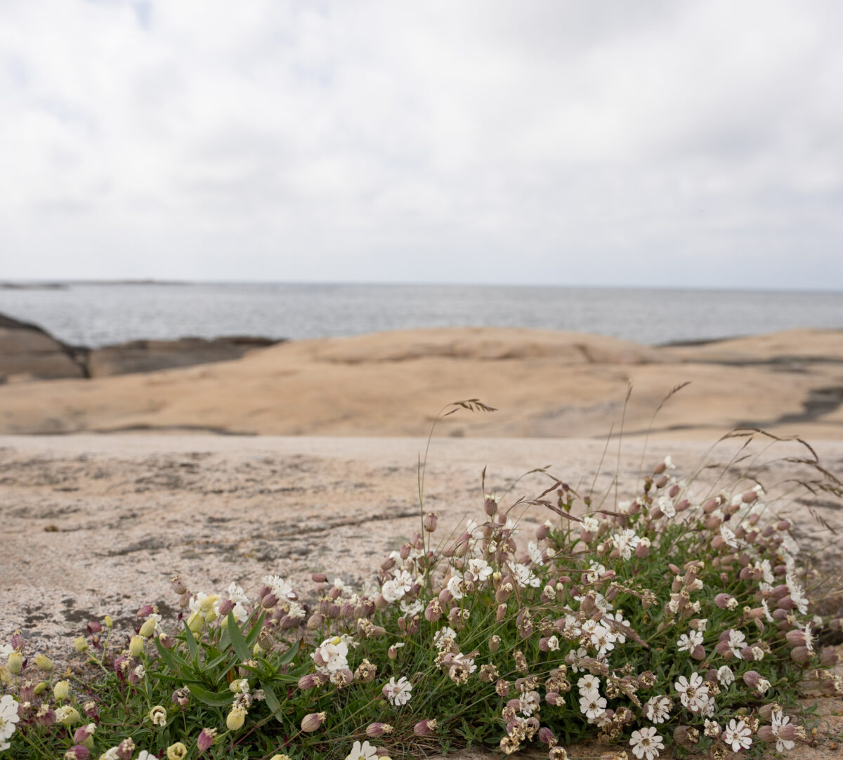 Blomstrande strandglim i klippskreva. Foto.
