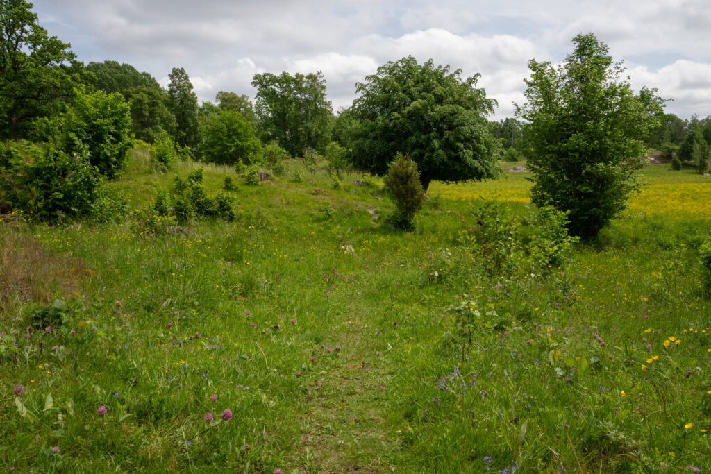 Blomstrande äng. Foto.