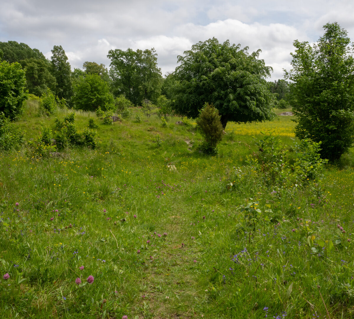 Blomstrande äng. Foto.
