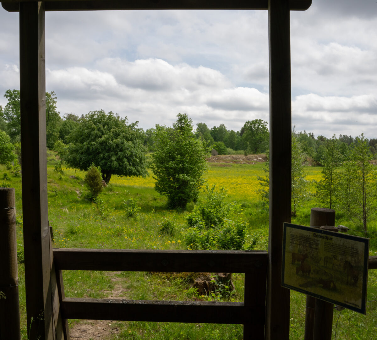 Grind till grönskande hage. Foto.