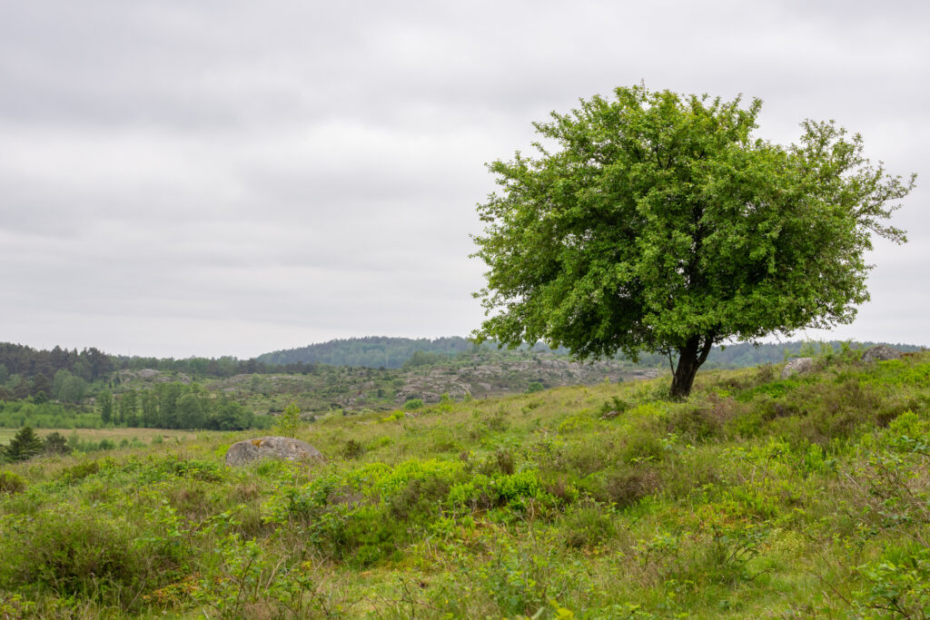 Böljande marker och ett berg längre bort. Foto.