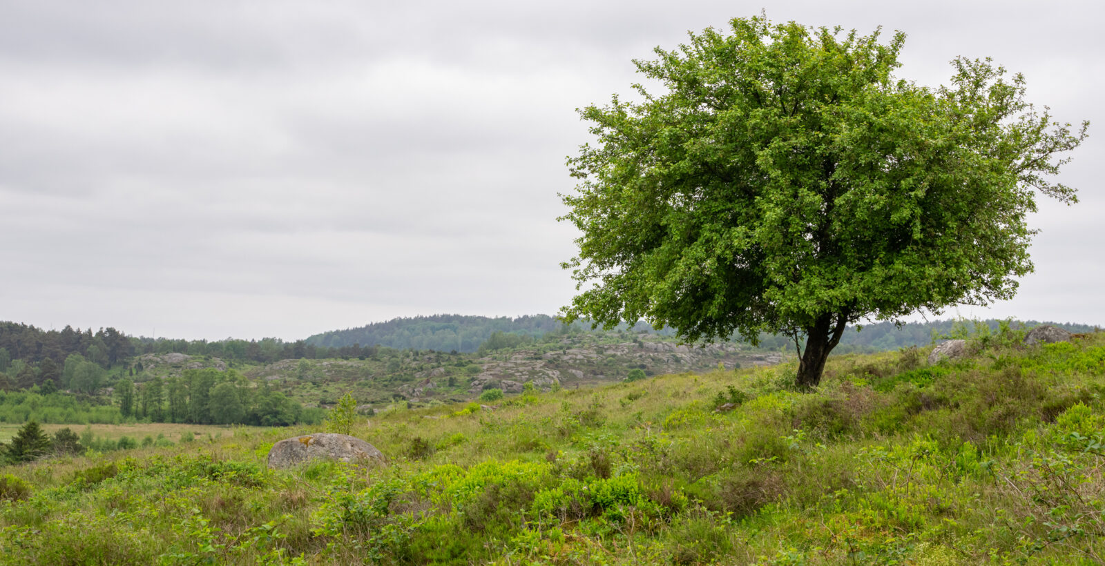 Böljande marker och ett berg längre bort. Foto.