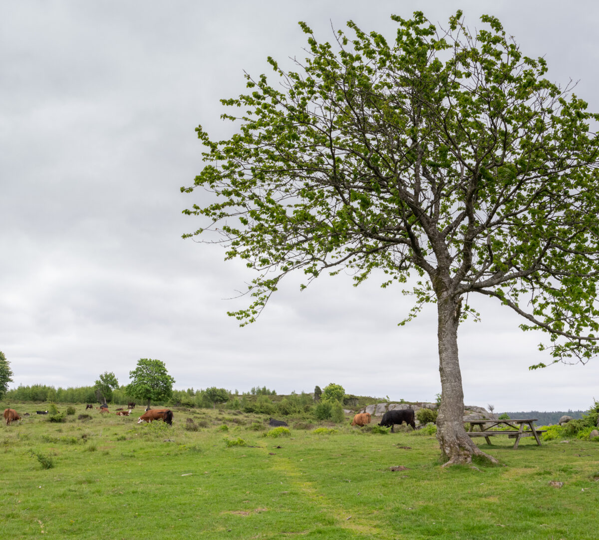 Betesmark, betande kor, stig och ett träd. Foto.