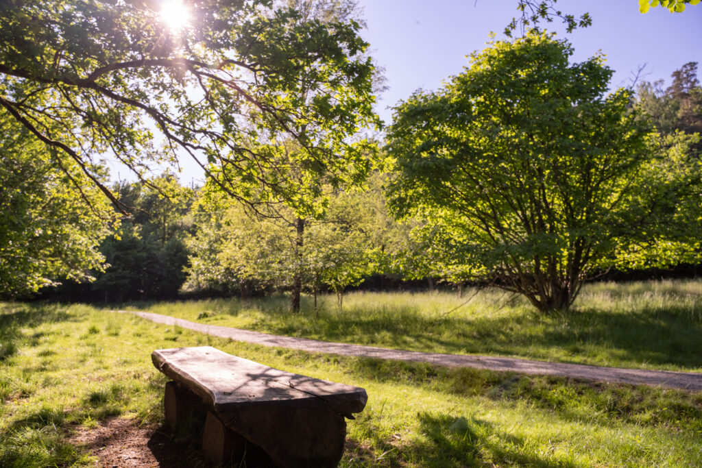 Bänk i hage vid en grusad stig. Foto.