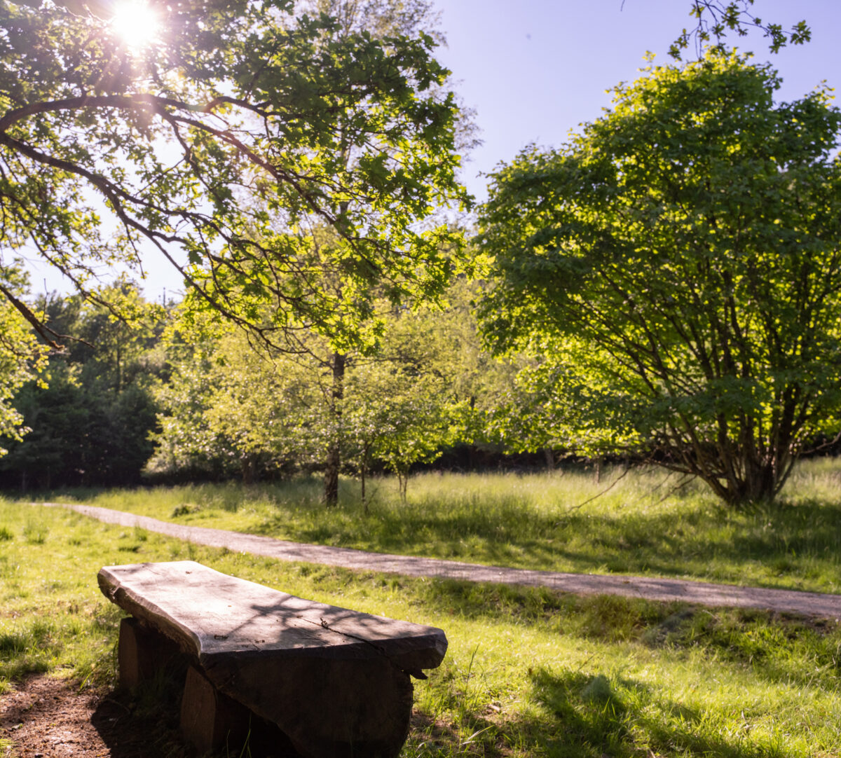 Bänk i hage vid en grusad stig. Foto.