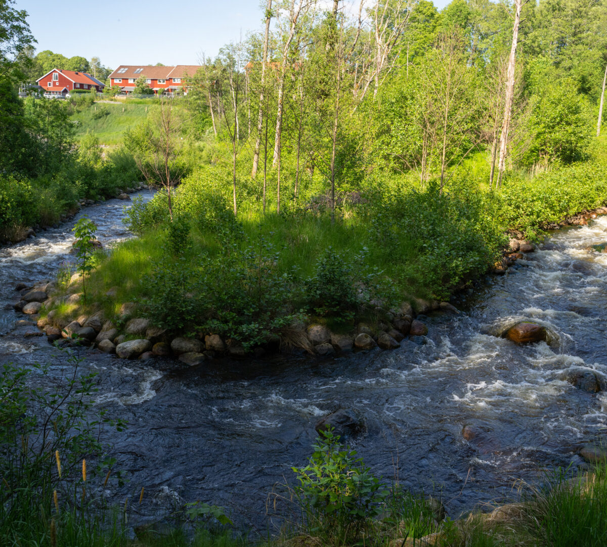Slingrande fiskomlöp. Foto.