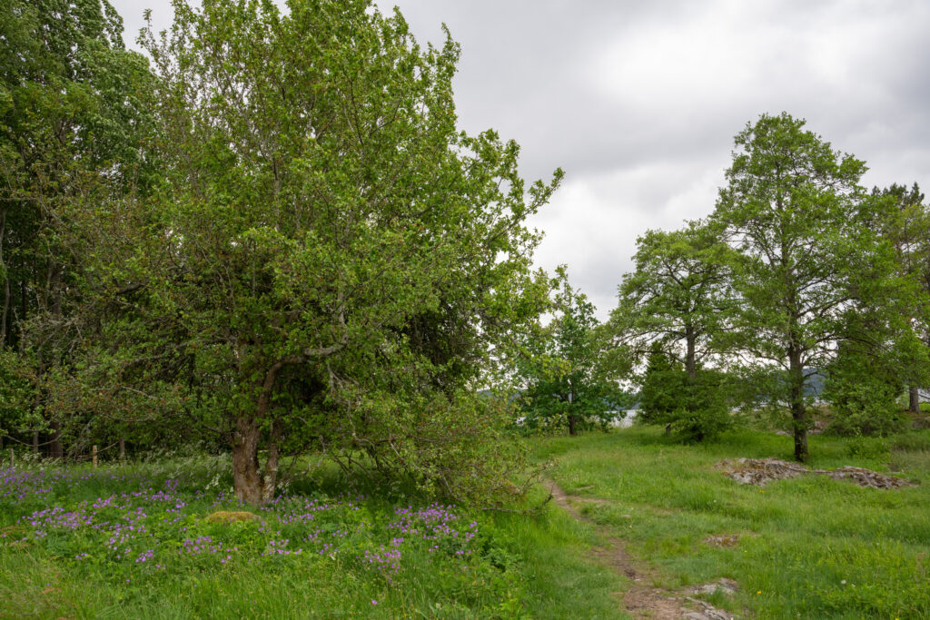Upptrampad stig i halvöppen mark med lövträd. Foto.