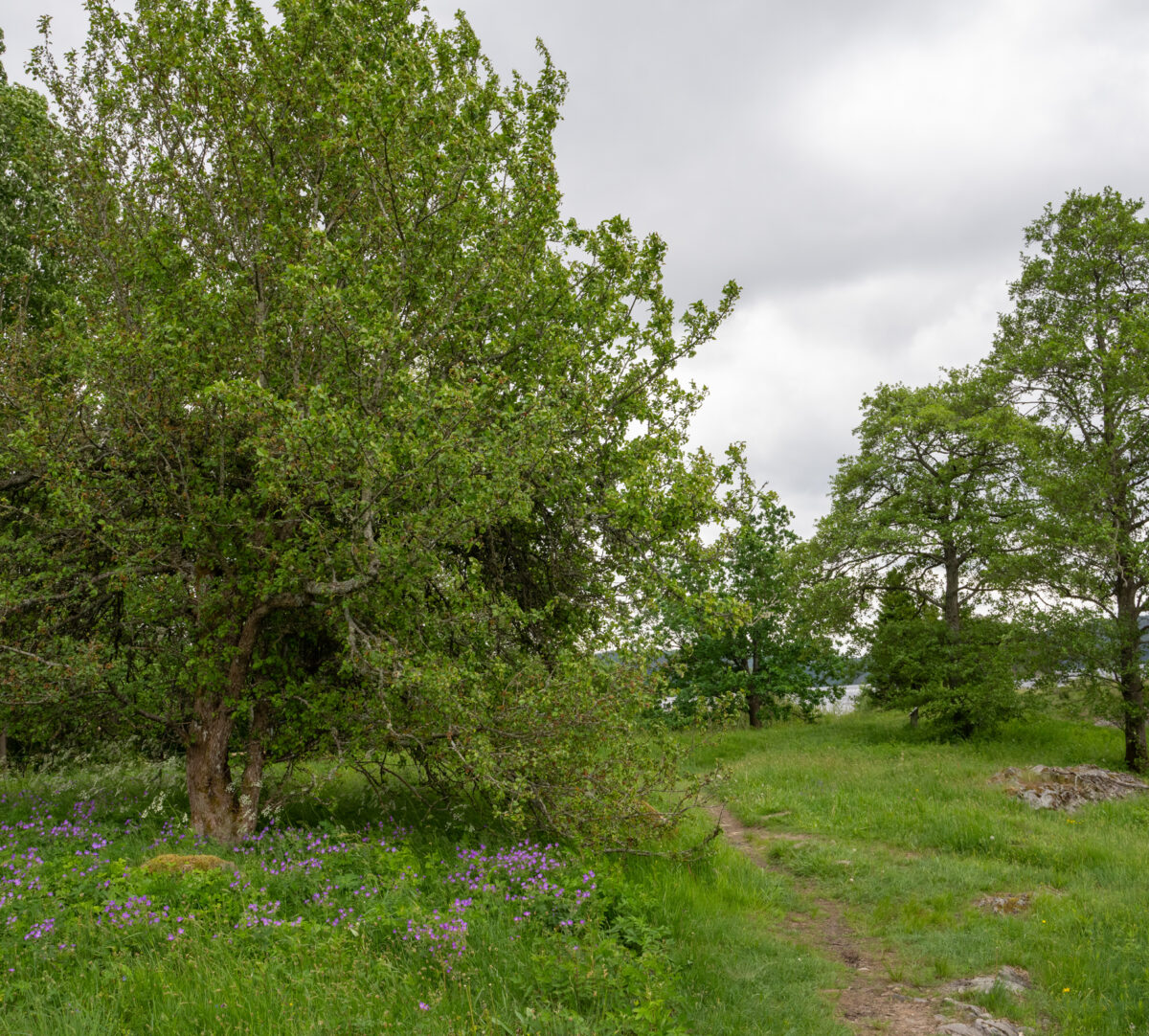 Upptrampad stig i halvöppen mark med lövträd. Foto.