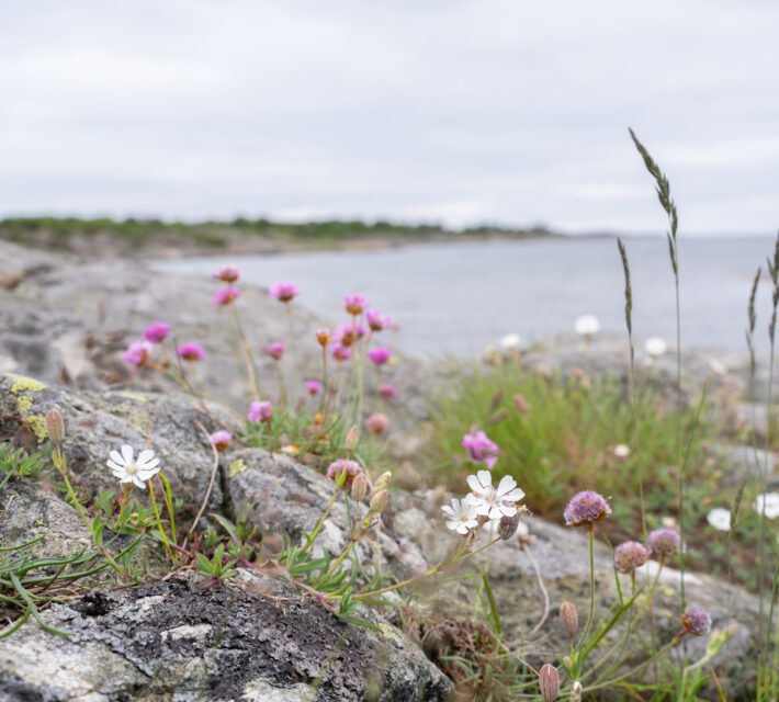 Foto på klippor och hav.