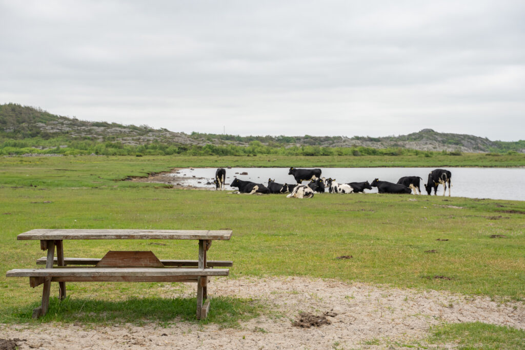 Foto på strandäng med kor och ett bänkbord i förgrunden.