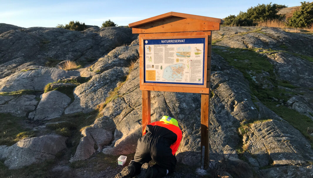 Person från Västkuststiftelsen sätter upp en informationsskylt på Galterö.